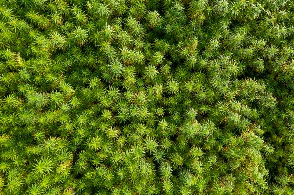 Blog-HowToKeepYourWeedFresh-FeaturedImage An aerial top view of a beautiful CBD hemp field, where medicinal and recreational marijuana plants are grown before being trimmed, processed, and stored to keep marijuana fresh.